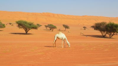 Sharqiyah Sands Wahiba Sands desert Oman Tours and camps 20