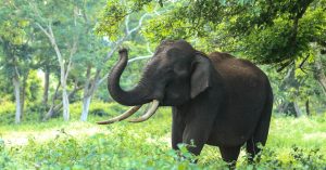 White Rafting & Elephant Trekking Phuket Thailand(7)