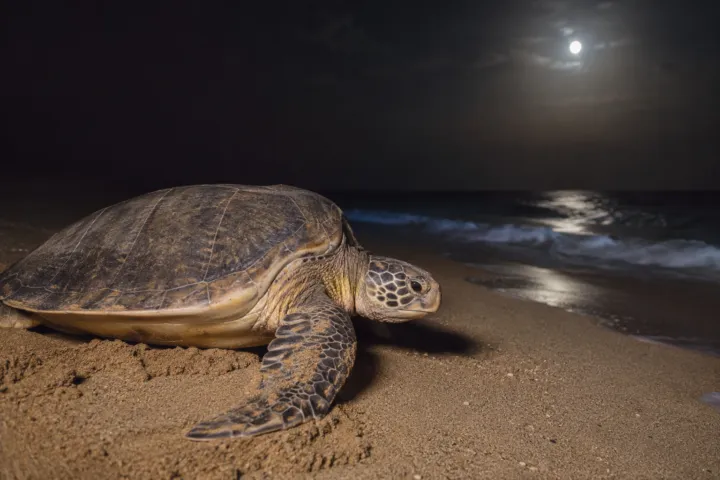 Ras Al Jinz Turtle Reserve Tour from Sur