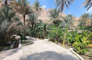 Book Wadi Tiwi Adventure from Sur for a full-day guided tour with village walks, canyon trekking, emerald pools and spectacular mountain scenery.